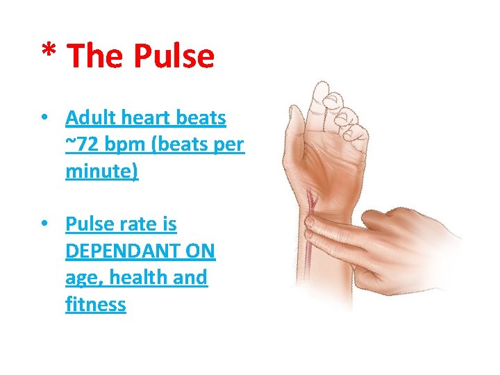 * The Pulse • Adult heart beats ~72 bpm (beats per minute) • Pulse