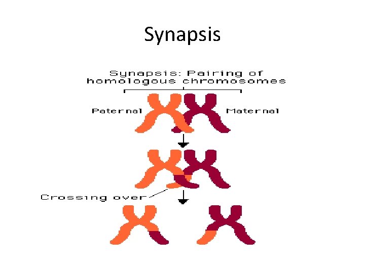 Synapsis 