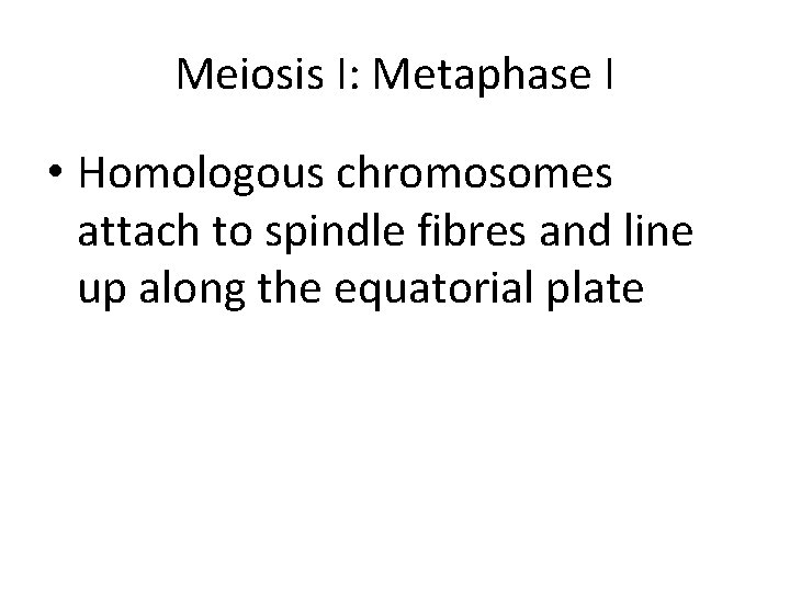 Meiosis I: Metaphase I • Homologous chromosomes attach to spindle fibres and line up