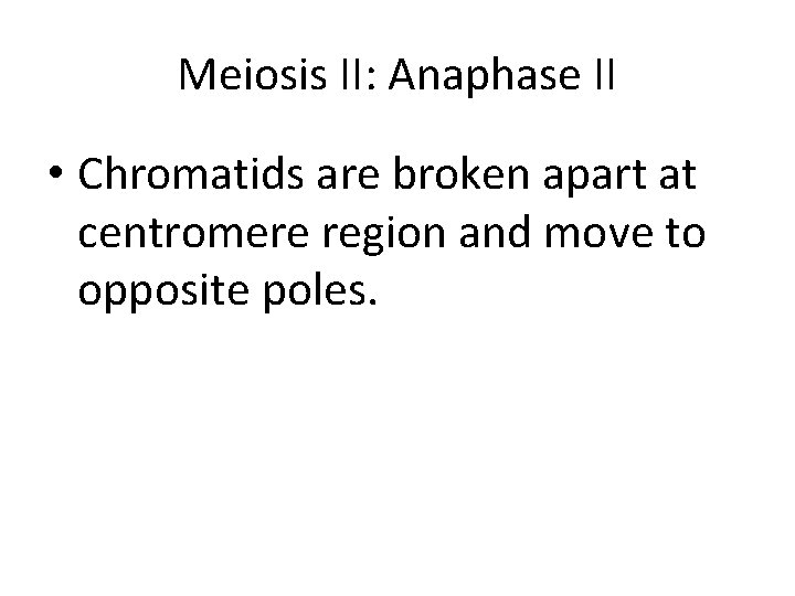 Meiosis II: Anaphase II • Chromatids are broken apart at centromere region and move
