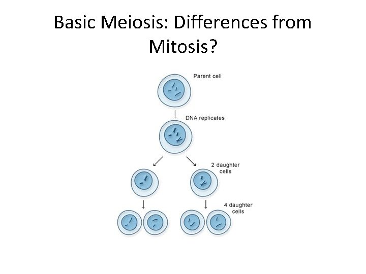 Basic Meiosis: Differences from Mitosis? 