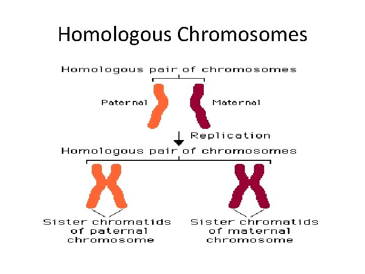 Homologous Chromosomes 