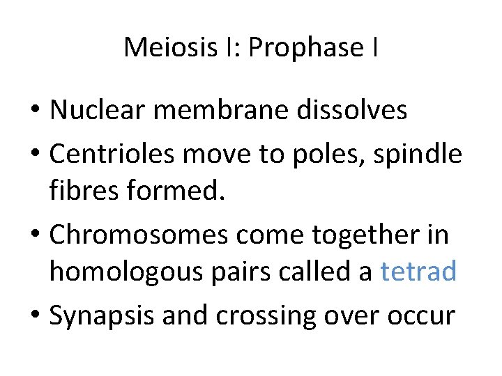 Meiosis I: Prophase I • Nuclear membrane dissolves • Centrioles move to poles, spindle