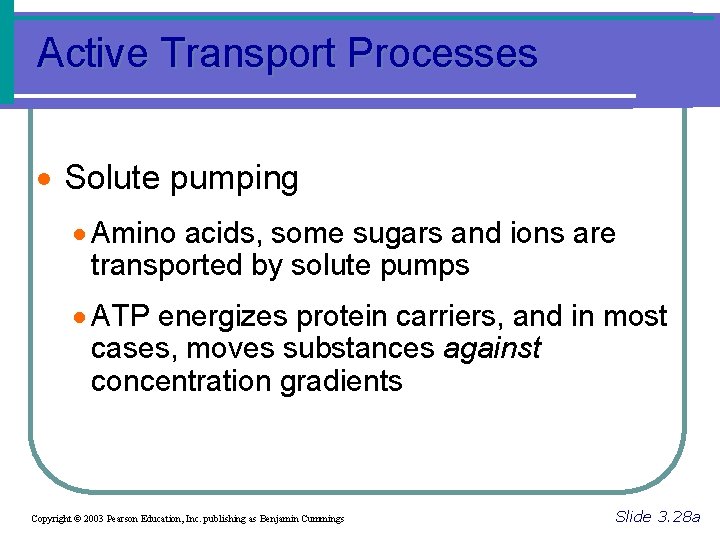 Active Transport Processes · Solute pumping · Amino acids, some sugars and ions are