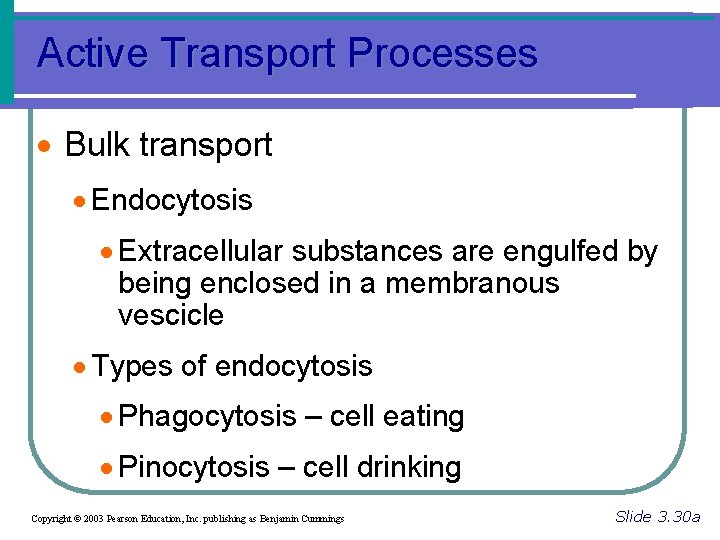 Active Transport Processes · Bulk transport · Endocytosis · Extracellular substances are engulfed by