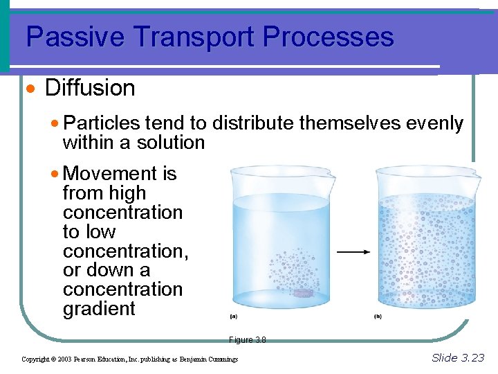 Passive Transport Processes · Diffusion · Particles tend to distribute themselves evenly within a