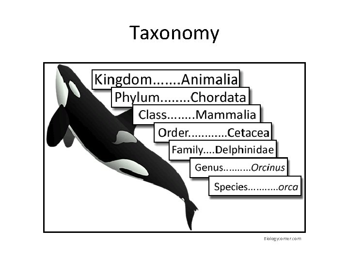 Taxonomy Biologycorner. com 