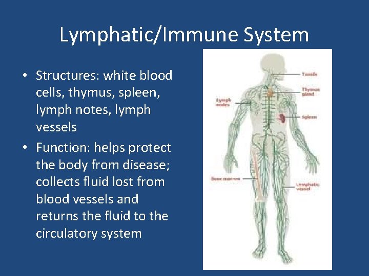Lymphatic/Immune System • Structures: white blood cells, thymus, spleen, lymph notes, lymph vessels •