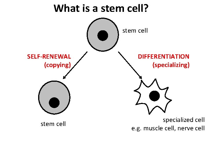 What is a stem cell? stem cell SELF-RENEWAL (copying) stem cell DIFFERENTIATION (specializing) specialized