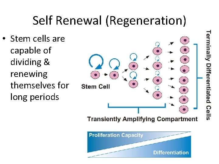 Self Renewal (Regeneration) • Stem cells are capable of dividing & renewing themselves for