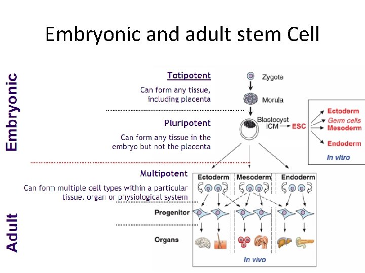 Embryonic and adult stem Cell 