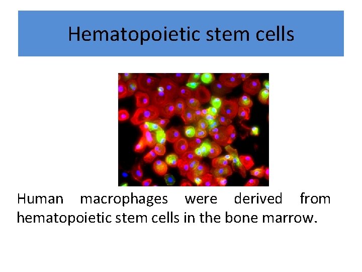Hematopoietic stem cells Human macrophages were derived from hematopoietic stem cells in the bone