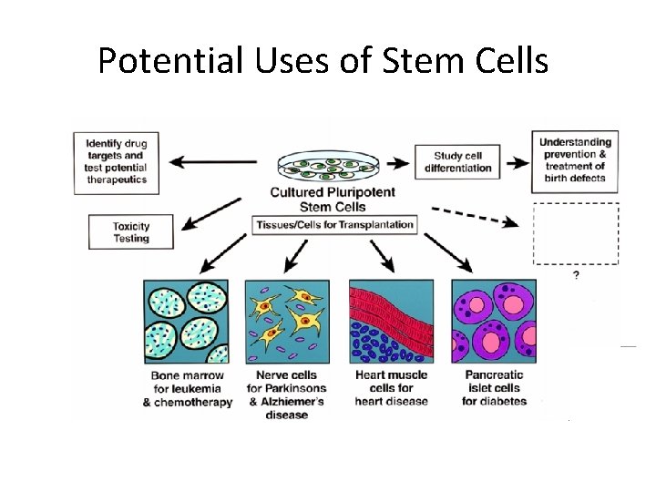 Potential Uses of Stem Cells 