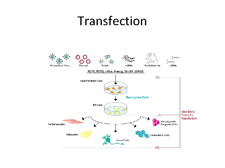 Transfection 