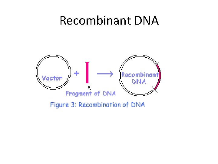 Recombinant DNA 