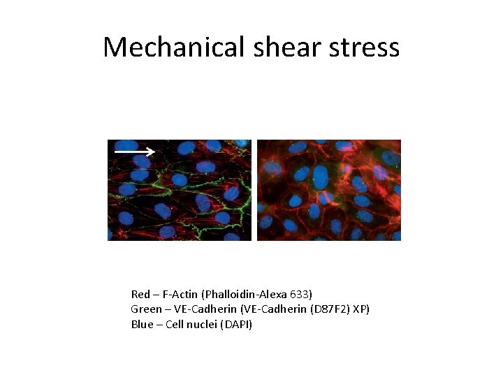 Mechanical shear stress Red – F-Actin (Phalloidin-Alexa 633) Green – VE-Cadherin (D 87 F