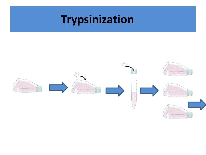Trypsinization 