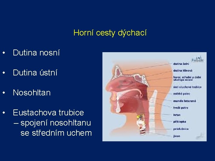 Horní cesty dýchací • Dutina nosní • Dutina ústní • Nosohltan • Eustachova trubice Horní cesty dýchací • Dutina nosní • Dutina ústní • Nosohltan • Eustachova trubice