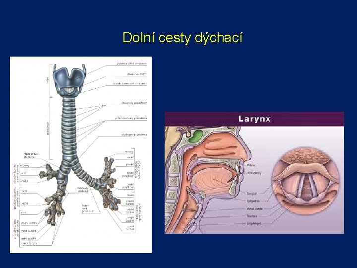 Dolní cesty dýchací 