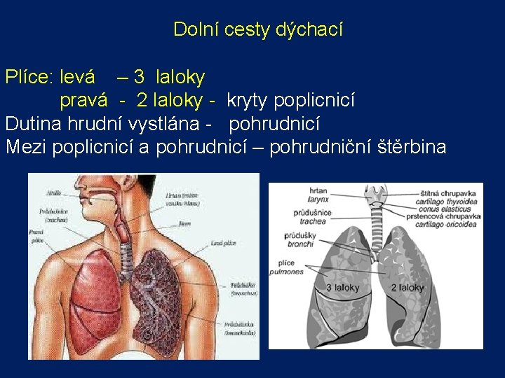 Dolní cesty dýchací Plíce: levá – 3 laloky pravá - 2 laloky - kryty Dolní cesty dýchací Plíce: levá – 3 laloky pravá - 2 laloky - kryty