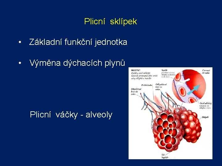 Plicní sklípek • Základní funkční jednotka • Výměna dýchacích plynů Plicní váčky - alveoly