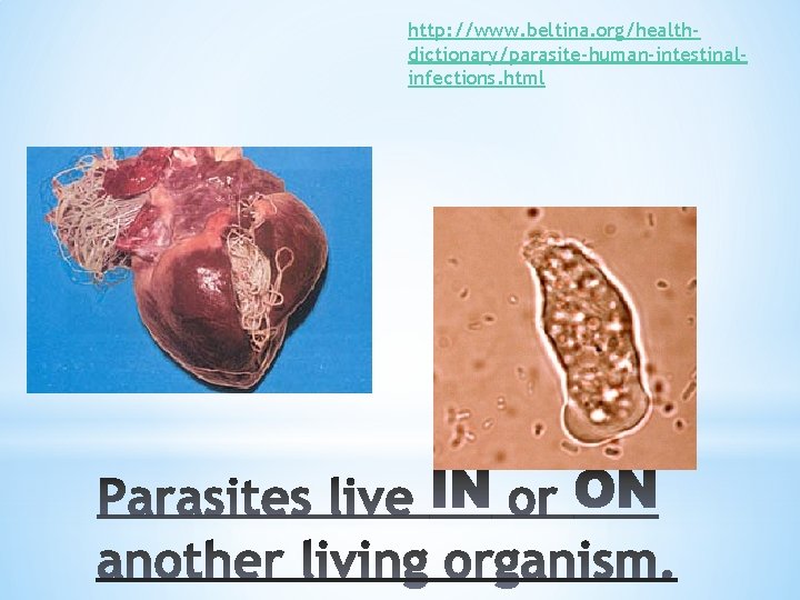 http: //www. beltina. org/healthdictionary/parasite-human-intestinalinfections. html 