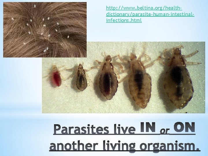 http: //www. beltina. org/healthdictionary/parasite-human-intestinalinfections. html 