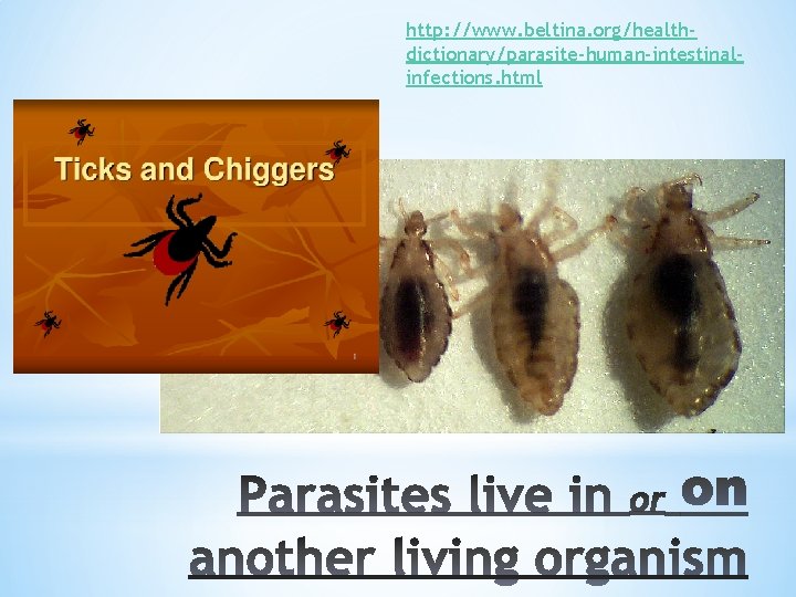 http: //www. beltina. org/healthdictionary/parasite-human-intestinalinfections. html 