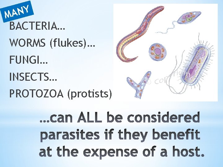 Y N A M BACTERIA… WORMS (flukes)… FUNGI… INSECTS… PROTOZOA (protists) 