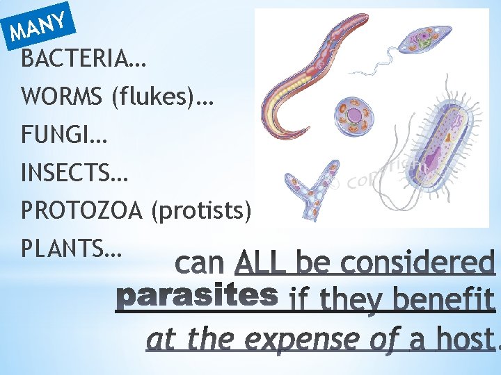 Y N A M BACTERIA… WORMS (flukes)… FUNGI… INSECTS… PROTOZOA (protists) PLANTS… 