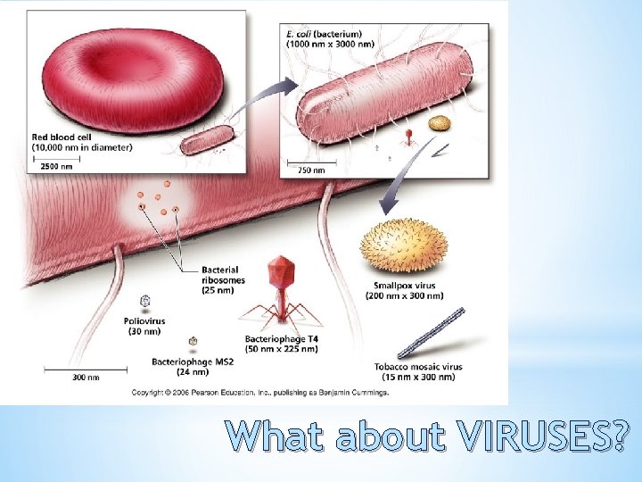 What about VIRUSES? 