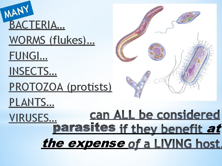 Y N A M BACTERIA… WORMS (flukes)… FUNGI… INSECTS… PROTOZOA (protists) PLANTS… VIRUSES… the