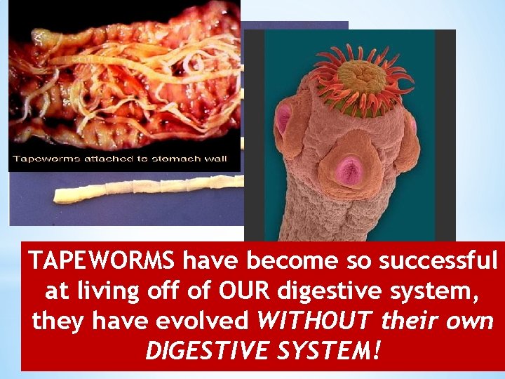 TAPEWORMS have become so successful at living off of OUR digestive system, they have