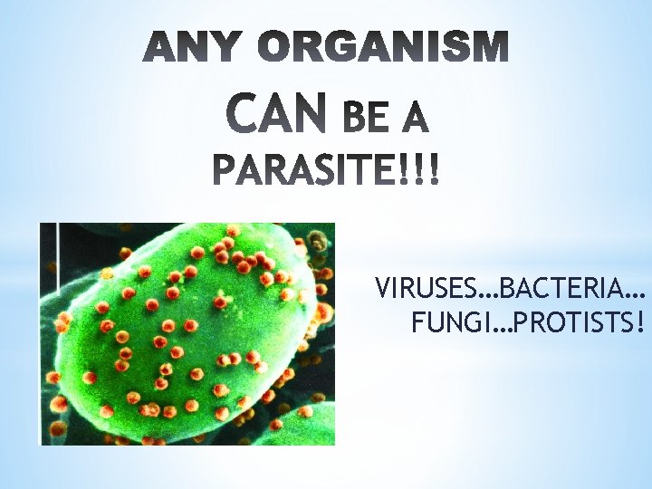 VIRUSES…BACTERIA… FUNGI…PROTISTS! 