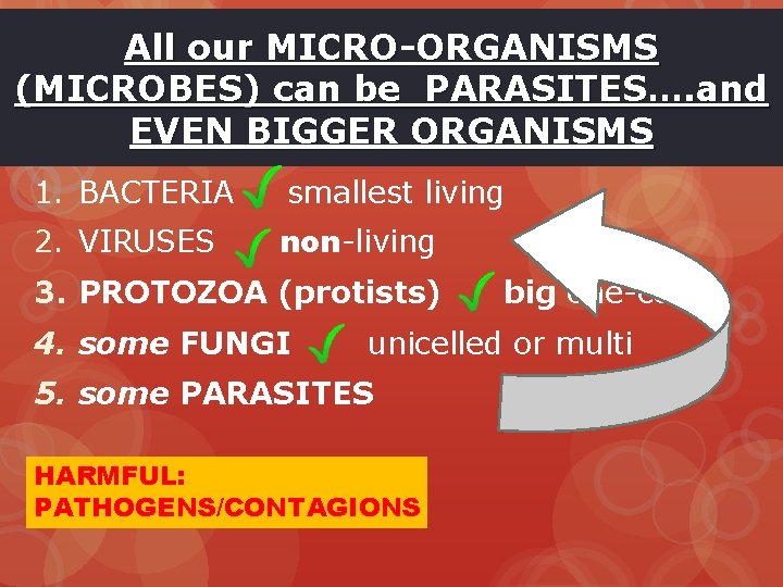 All our MICRO-ORGANISMS (MICROBES) can be PARASITES…. and EVEN BIGGER ORGANISMS 1. BACTERIA smallest