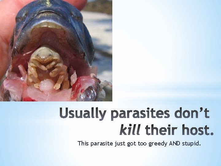This parasite just got too greedy AND stupid. 