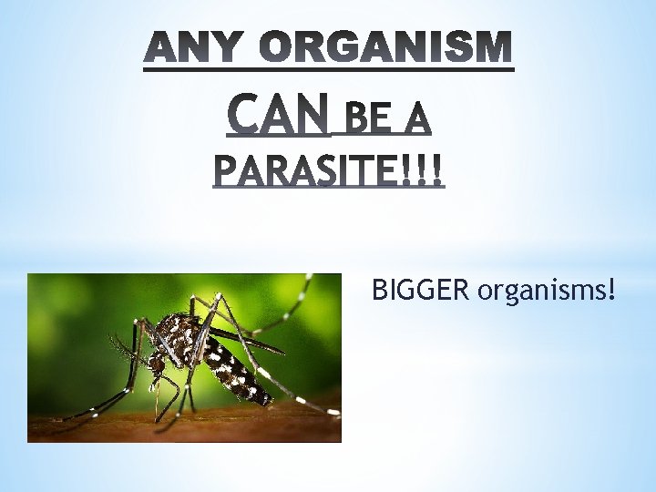 BIGGER organisms! 