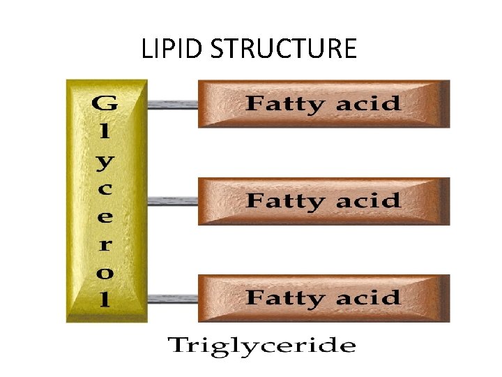 LIPID STRUCTURE 