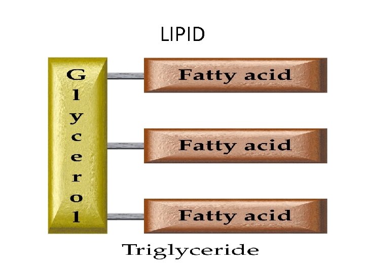 LIPID 