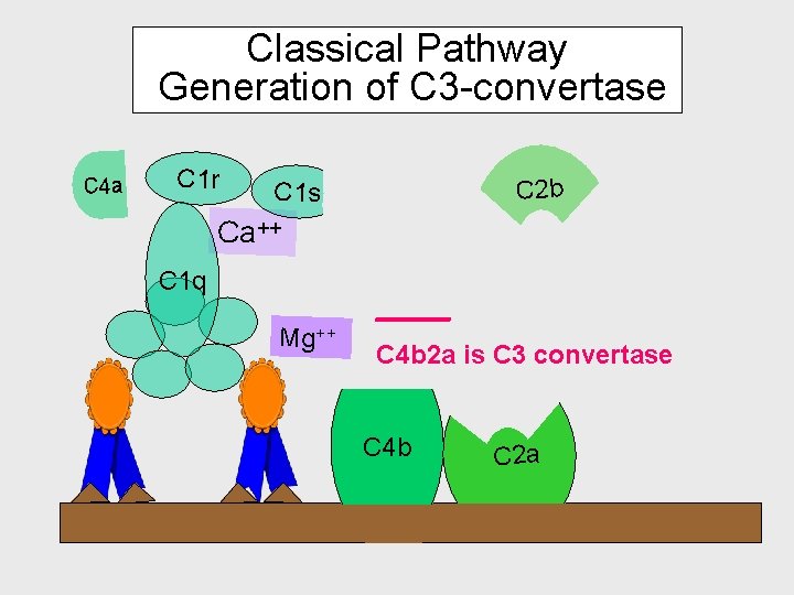 Classical Pathway Generation of C 3 -convertase C 4 a C 1 r C Classical Pathway Generation of C 3 -convertase C 4 a C 1 r C