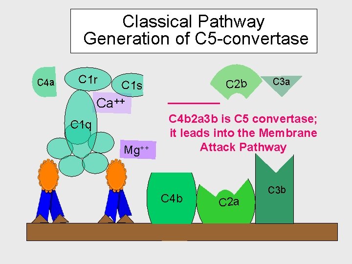 Classical Pathway Generation of C 5 -convertase C 4 a C 1 r C Classical Pathway Generation of C 5 -convertase C 4 a C 1 r C