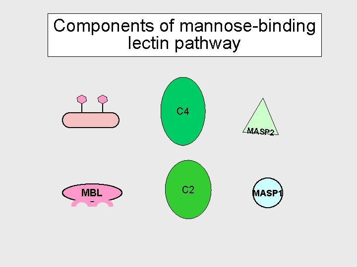 Components of mannose-binding lectin pathway C 4 MASP 2 MBL C 2 MASP 1 Components of mannose-binding lectin pathway C 4 MASP 2 MBL C 2 MASP 1