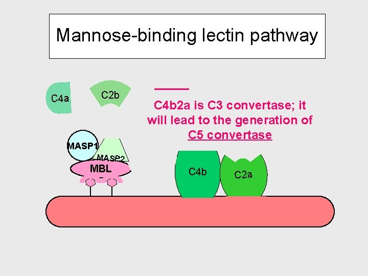 Mannose-binding lectin pathway C 2 b C 4 a MASP 1 MASP 2 MBL Mannose-binding lectin pathway C 2 b C 4 a MASP 1 MASP 2 MBL
