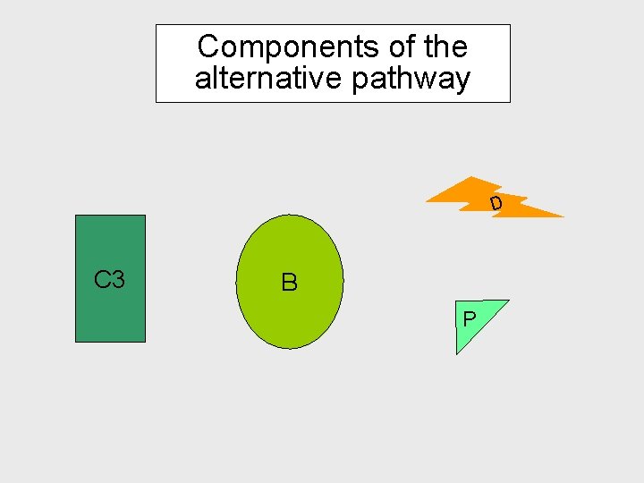 Components of the alternative pathway D C 3 B P Components of the alternative pathway D C 3 B P