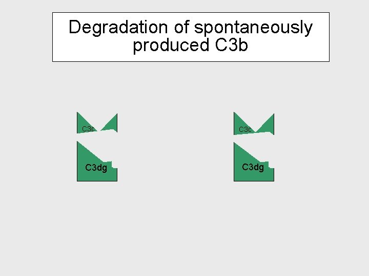 Degradation of spontaneously produced C 3 b C 3 c I C 3 b Degradation of spontaneously produced C 3 b C 3 c I C 3 b