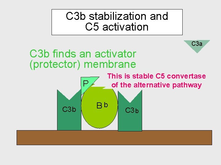 C 3 b stabilization and C 5 activation C 3 a C 3 b C 3 b stabilization and C 5 activation C 3 a C 3 b