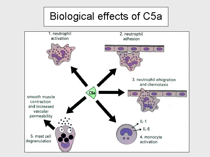 Biological effects of C 5 a Biological effects of C 5 a