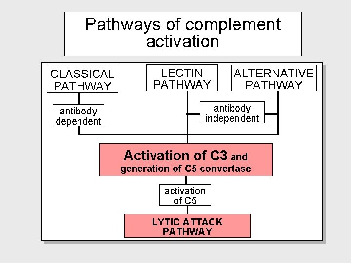 Pathways of complement activation CLASSICAL PATHWAY antibody dependent LECTIN PATHWAY ALTERNATIVE PATHWAY antibody independent Pathways of complement activation CLASSICAL PATHWAY antibody dependent LECTIN PATHWAY ALTERNATIVE PATHWAY antibody independent