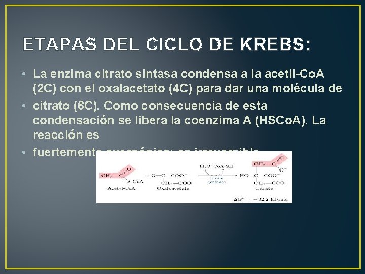 ETAPAS DEL CICLO DE KREBS: • La enzima citrato sintasa condensa a la acetil-Co.