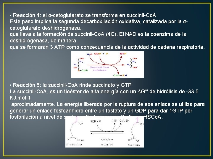  • Reacción 4: el α-cetoglutarato se transforma en succinil-Co. A Este paso implica